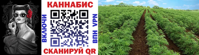 Бошки Шишки OG Kush  что такое   kraken зеркало  Козловка 